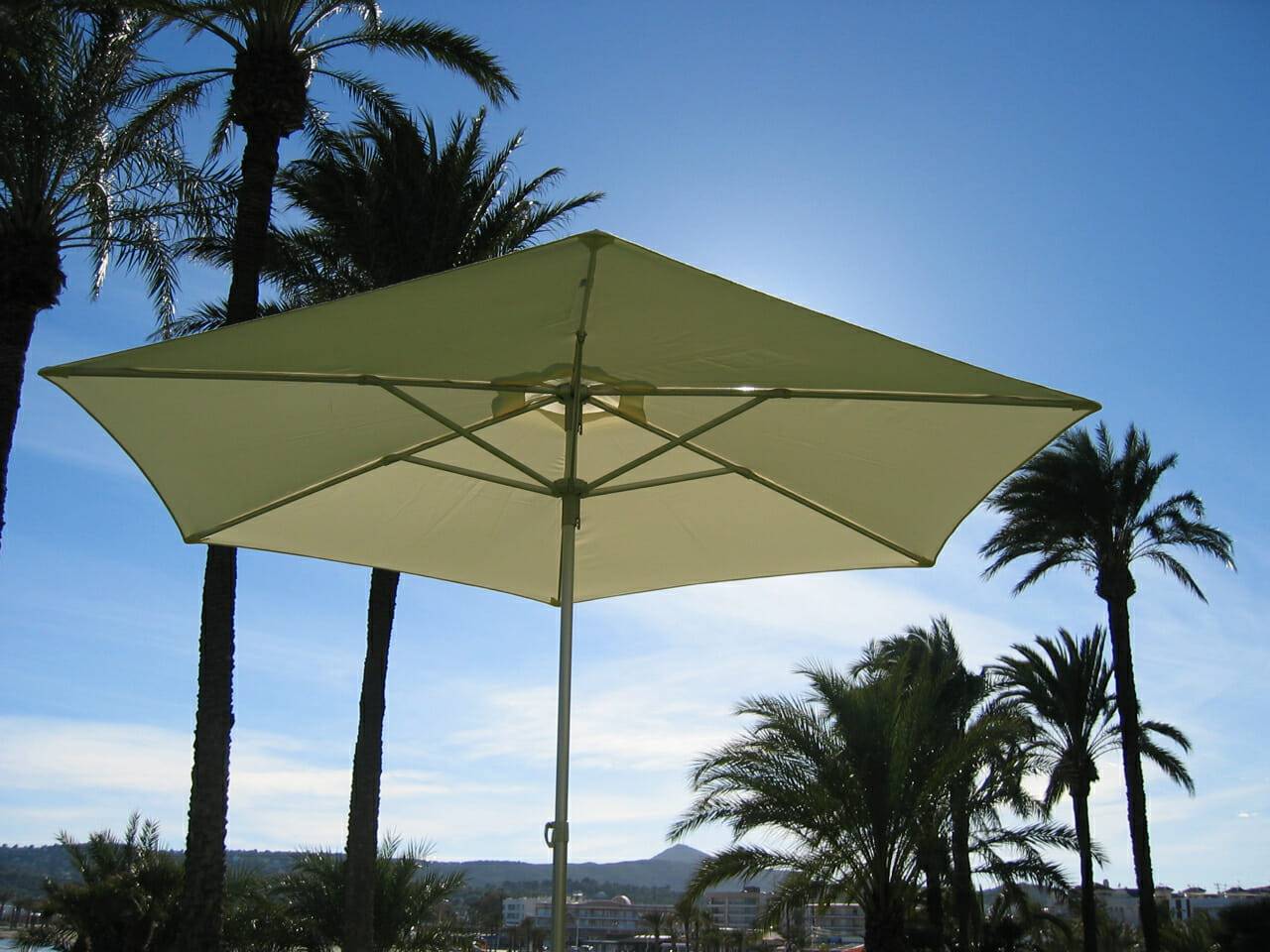 P50 Umbrella with palm trees in the background