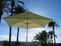 P50 Umbrella with palm trees in the background